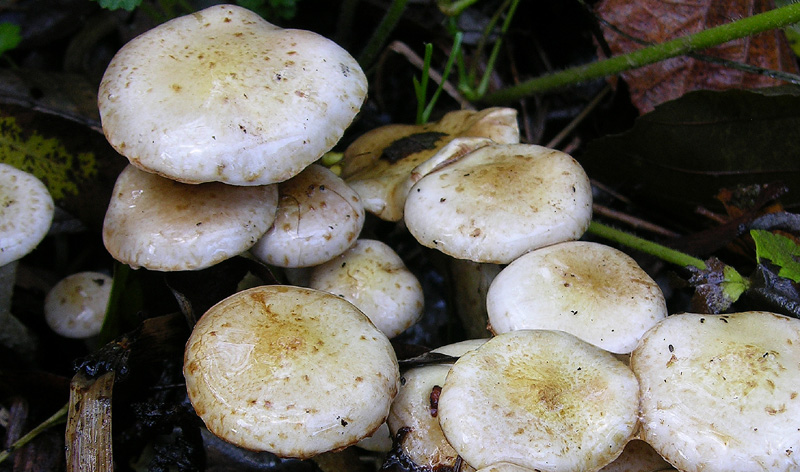 Pholiota gummosa